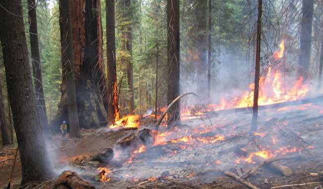 Wildfire Prevents Wildfire - Don't Let Your Investments Burn