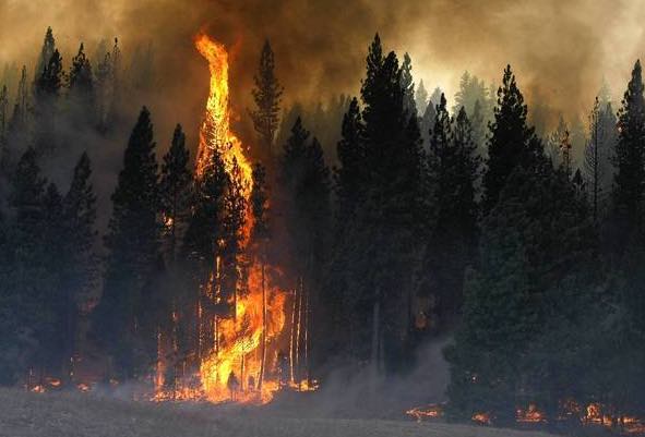Wildfire Prevents Wildfire - Don't Let Your Investments Burn