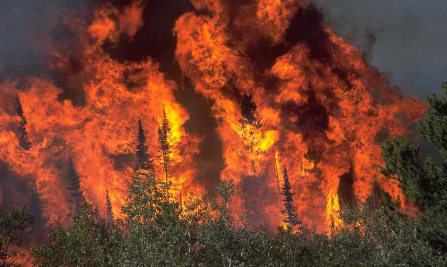 Wildfire Prevents Wildfire - Don't Let Your Investments Burn