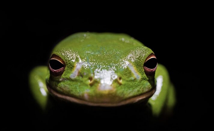 marijuana boiling frog